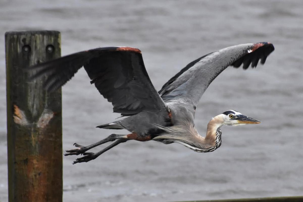 Great blue heron taking flight from a piling over the water